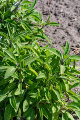 Salvia or sage green plant mint family widely used for cooking