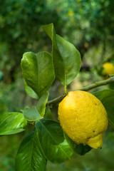 Ripe yellow lemon citrus fruit hanging on lemon tree close up