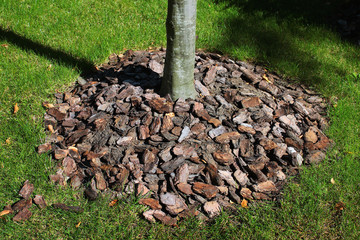 Mulch bark around a tree