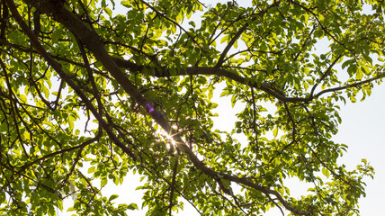 the sun through the leaves of a tree