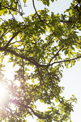 the sun through the leaves of a tree