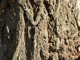 Nature Background.
