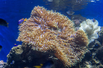 corals in a marine aquarium