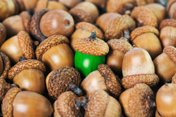 colorful acorn against of ordinary acorns abstract vision be different, unique personality or...