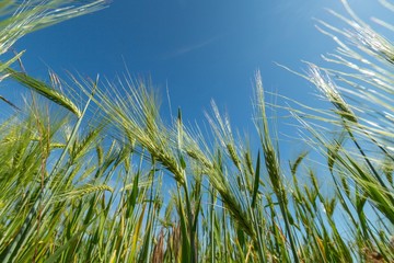 Green Barley / Wheat Field