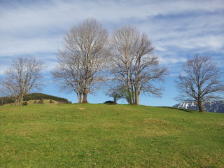 Obraz premium Unterammergau, Bayern, Oberbayern, Bäume, Baumkette