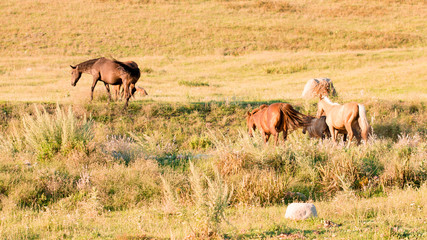 Obraz na płótnie Canvas Wild horses in a nature reserve. The horses belonging to a local farm. The farm is closed. Horses are walking by themselves