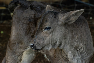 Fototapeta premium becerro