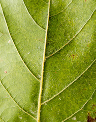 Obraz na płótnie Canvas green maple leaf close-up