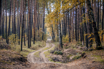 Лесная дорога