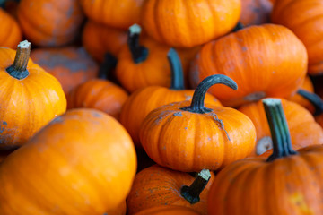 Mini pumpkins in a bunch