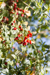Dog rose,red bunch branch Rose hips, Different types Rosa canina hips in the garden with beautiful green nature bokeh lights