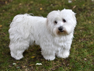 little white dog
