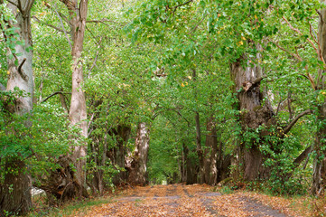 Autumn landscape. Forest road in autumn leaves.