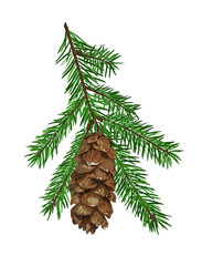 Fir tree branch with cone isolated on white background.