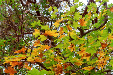 Yellow foliage on trees. Autumn leaves. Autumn background.