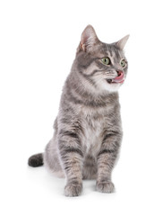 Obraz premium Portrait of gray tabby cat on white background. Lovely pet