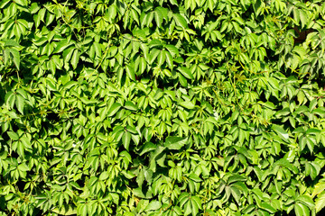 background green fence