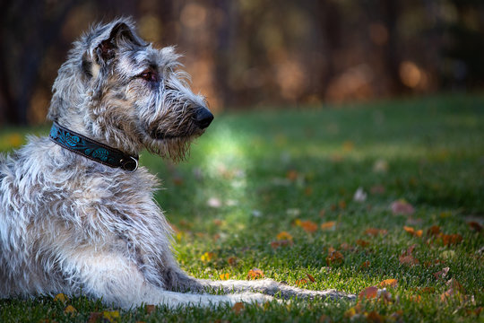 Irish Wolfhound Misty Breath
