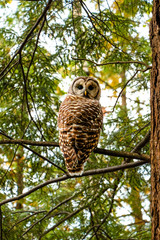 The owl