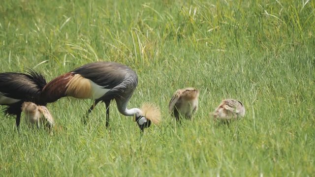 a 180p slow motion shot of a crowned crane family feeding arusha national park in tanzania