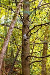 Fototapeta premium The Same Owl