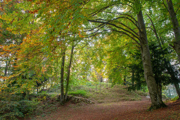 Fototapeta premium forest in the fall