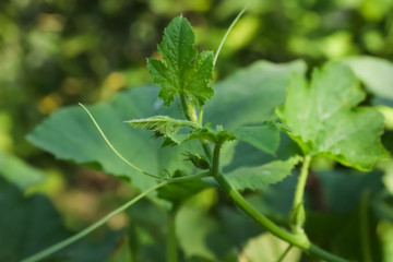 Green pumpkin vine with leaves in garden, closeup view