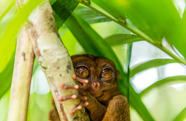 Philippine tarsier sitting on a tree, Bohol, Philippines. With selective focus.
