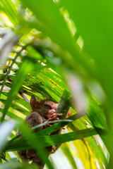 Philippine tarsier sitting on a tree, Bohol, Philippines. With selective focus. Vertical.