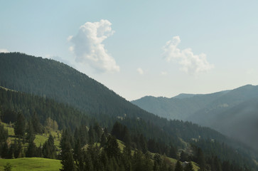Picturesque view of evergreen forest on mountain slopes