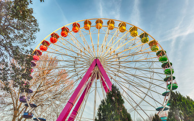 Ferris Wheel surrounded by trees