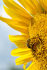 abeille et tournesol