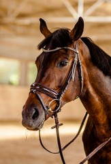 portrait of a horse