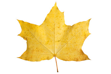 Orange maple leaf isolated on white. Autumn dry leaf