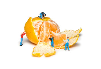 Creative concept with miniature workers. Mens remove the peel mandarins. Teamwork. Tangerines isolated. Little peoples pare fruit.