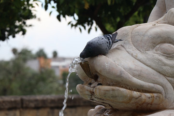 Bird drinking water from a statue