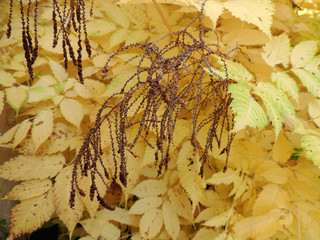 Aruncus dioicus in the fall