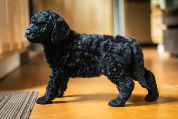 Cute little labradoodle puppy portrait indoors