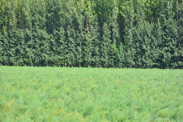 Obraz premium Álamos y espárragos