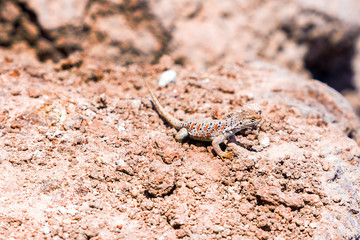 Lizard basking in the sun in the Atacama desert, Chile. Close-up. With selective focus.