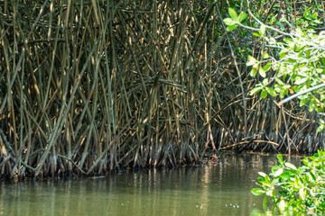 estero el chupadero