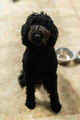 Black Labradoodle dog sitting on the floor indoors