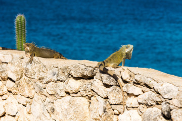 Fototapeta premium Iguana wygrzewa się w słońcu w Playa Lagun, Curacao, Holandia. Z selektywną ostrością.