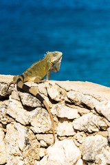 Iguana basks in the sun in Playa Lagun, Curacao, Netherlands. With selective focus. Vertical.