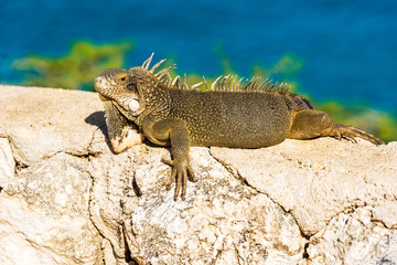 Iguana basks in the sun in Playa Lagun, Curacao, Netherlands. With selective focus.