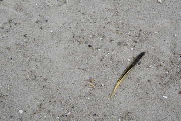 feather in the sand