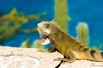 Naklejka premium Iguana basks in the sun in Playa Lagun, Curacao, Netherlands. With selective focus.