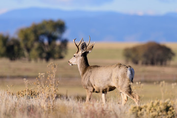 Fototapeta premium Wild Deer on the High Plains of Colorado