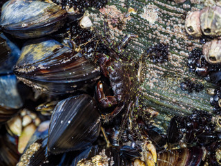 Percebes mejillones y moluscos en la Playa de las Catedrales, Lugo, España, verano de 2018